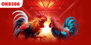 Đá Gà Cựa Sắt OK8386 - Trải Nghiệm Trận Chiến Kịch Tính